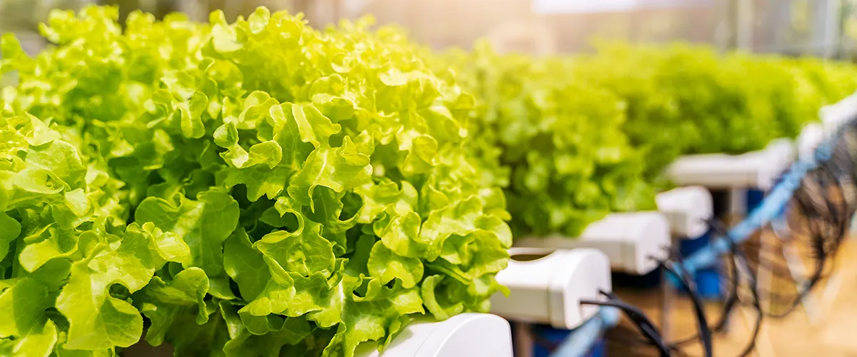 Food Technology & Agriculture Food processing